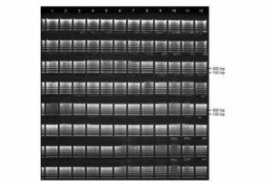 Precast Agarose Gels