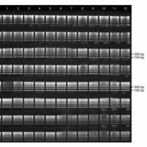 Precast agarose gels