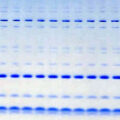 Tris-Tricine Gels (Gradient)