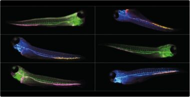 Athena Zebrafish Image Analysis Software