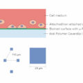 µ-Slides With Single-Cell µ-Pattern