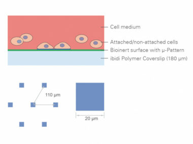 µ-Slides With Single-Cell µ-Pattern