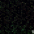 µ-Slides With Single-Cell µ-Pattern