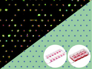  Slides With Single Cell Pattern 2