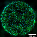 µ-Slide Spheroid Perfusion