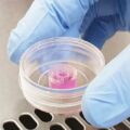 micro-Insert 3D in µ-Dish 35 mm, high ibiTreat: ready-to-use, tissue culture-treated, sterilized, individually packed